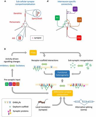 Cellular Mechanisms Contributing to the Functional Heterogeneity of GABAergic Synapses